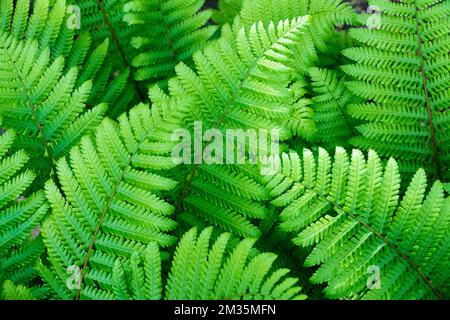 Crown Wood-Fern, Dryopteris crassirhizoma, Fern, foglie, pianta, Stagione, Foliage Foto Stock