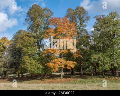 Vista autunnale degli alberi che cambiano colore in autunno a Windsor Great Park, Regno Unito. Foto Stock