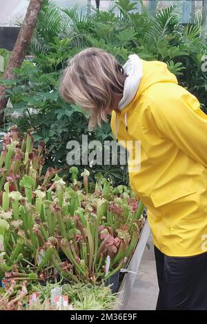 Donna esamina varietà di fiori in pentole in un negozio di fiori Foto Stock