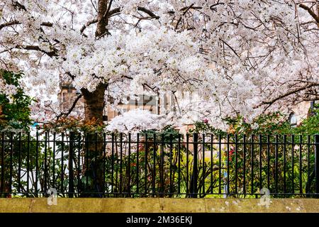 I ciliegi fioriscono in una gloriosa primavera nella città di Sheffield, South Yorkshire, Yorkshire e Humber, Inghilterra, Regno Unito, Europa Foto Stock