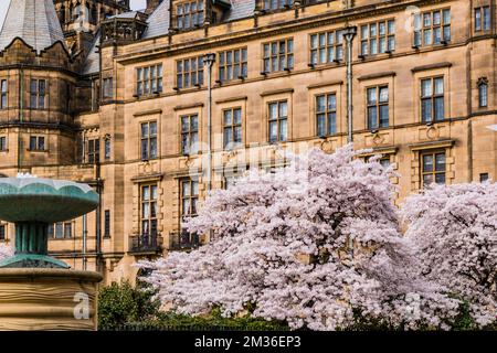 I ciliegi fioriscono in una gloriosa primavera nella città di Sheffield, South Yorkshire, Yorkshire e Humber, Inghilterra, Regno Unito, Europa Foto Stock