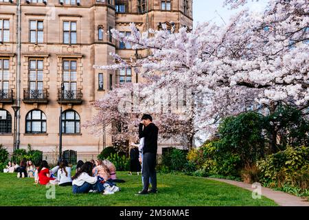 I turisti prendono un selfie vicino ad un albero fiorito. I Giardini della Pace in un pomeriggio di primavera. Si tratta di una piazza nel centro della città di Sheffield, Engla Foto Stock