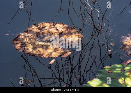 Primo piano di una grande sfera di una gocciolina d'acqua che si forma su una foglia di loto morta. Foto Stock