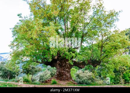 Monumento naturale Quejigo del Amo o del Carbón. L'aspetto e la struttura che mostra è il risultato del processo di fare carbone a cui esso Foto Stock