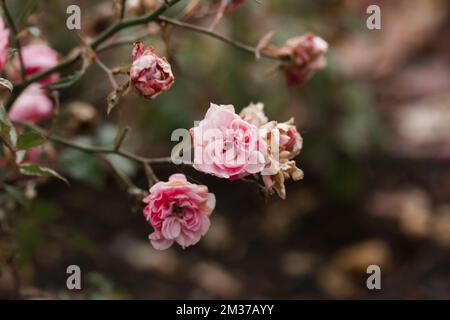 Sfumare le rose rosa su un cespuglio in un giardino d'autunno o d'inverno. Fiori morenti. Concetto di invecchiamento, appassimento via. Pianta sbiadente. Fioritura, coltivazione e c Foto Stock