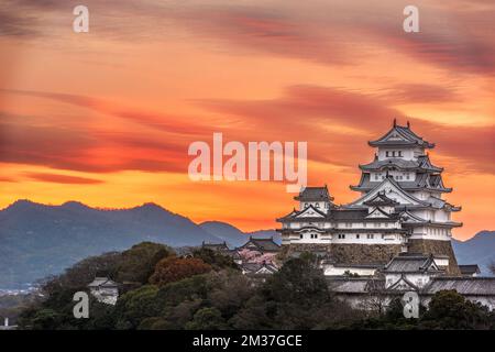 Himeji, Giappone alba al castello di Himeji in primavera. Foto Stock