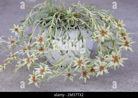 Fioritura del fiore di Edelweiss. Leontopodium alpinum o Blossom of Snow Foto Stock