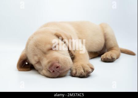 Ritratto di cane labrador addormentato dolce isolato su sfondo bianco studio Foto Stock