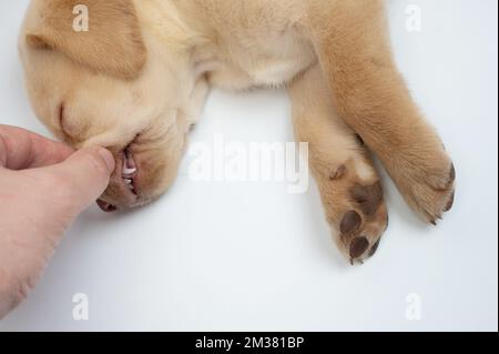 Controllo della vista ravvicinata dei denti del labrador cub. Tema dentistico del cane Foto Stock