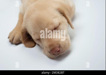 Carino sonno labrador cane cucciolo vista ravvicinata su sfondo studio Foto Stock