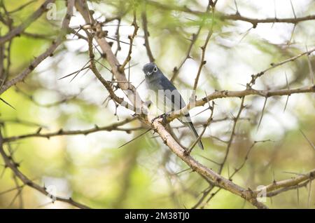 Bianco-eyed slaty flycatcher (Melaenornis fischeri) Foto Stock