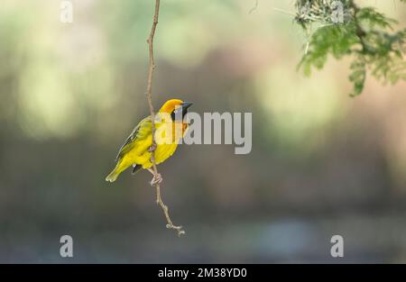 Tessitore di Speke (Ploceus spekei), maschio Foto Stock