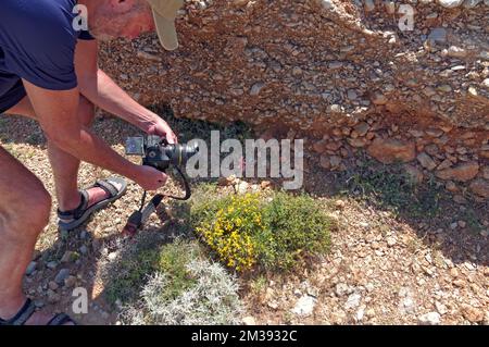 Fotografo che fotografa una piccola orchidea, l'isola di Tilos al largo di Rodi. Viste 2022. Maggio. Foto Stock