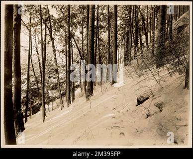 Hemlock Hill in Arnold Arboretum, Jamaica Plain, Massachusetts , Botanical gardens, Hills, Trees, Snow, Arnold Arboretum.  Leon Abdalian Collection Stock Photo