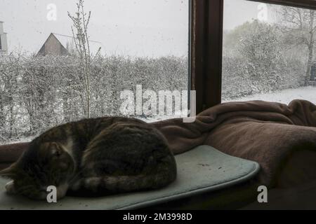 L'immagine mostra un gatto che dorme davanti ad una finestra che guarda su un giardino coperto di neve, durante la caduta di neve a Lierde, Belgio, venerdì 01 aprile 2022. All'inizio ci sarà neve o neve sciogliente in tutto il paese. Successivamente diventerà più secca da nord con la possibilità di una doccia invernale. Massimi di -2 a +6 gradi e un vento che può essere sentito bene. FOTO DI BELGA NICOLAS MAETERLINCK Foto Stock