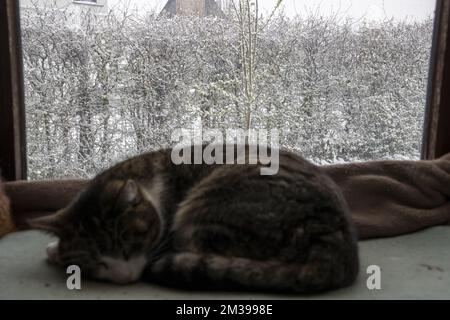 L'immagine mostra un gatto che dorme davanti ad una finestra che guarda su un giardino coperto di neve, durante la caduta di neve a Lierde, Belgio, venerdì 01 aprile 2022. All'inizio ci sarà neve o neve sciogliente in tutto il paese. Successivamente diventerà più secca da nord con la possibilità di una doccia invernale. Massimi di -2 a +6 gradi e un vento che può essere sentito bene. FOTO DI BELGA NICOLAS MAETERLINCK Foto Stock