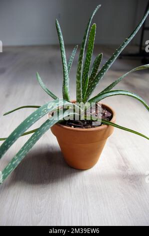 Vera vita aloe vera pianta in terracotta pentola di argilla seduta su legno chiaro vinile pavimento all'interno di casa con luce brillante Foto Stock