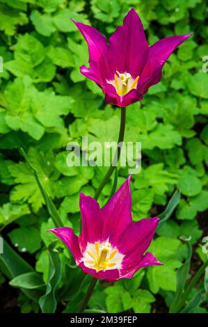 Tulip, Tulipa’ Purple Dream’, fiorito a Pruhonice, Repubblica Ceca il 6 maggio 2022. (Foto CTK/Libor Sojka) Foto Stock