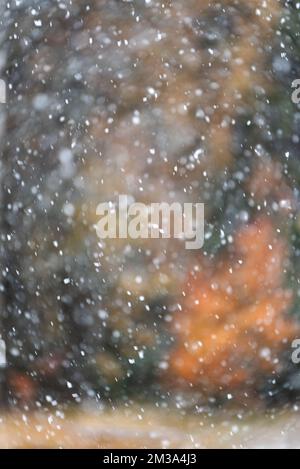 Nevicate con fondo forestale sfocato Foto Stock