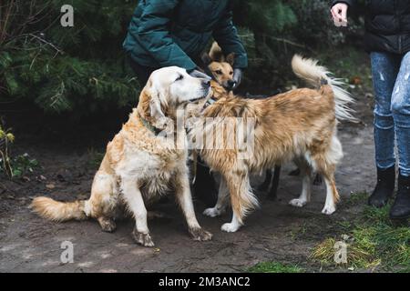 Rifugio per cani e concetto di volontariato. Sparo all'aperto a tutta lunghezza di tre grandi cani di razza sconosciuta in attesa pazientemente di una passeggiata con i volontari. Foto di alta qualità Foto Stock