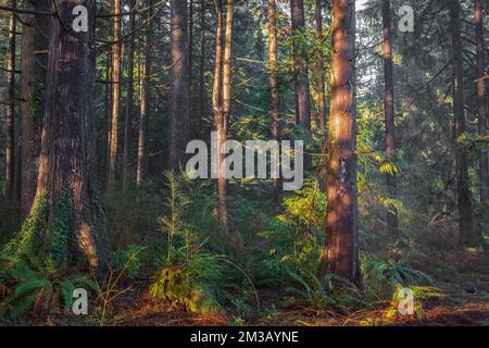 Alberi boschivi retroilluminati dalla luce del sole dorato prima del tramonto che illuminano rami di alberi. Paesaggio forestale. Primavera foresta paesaggio, astratto fresco, se Foto Stock