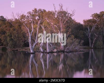 Fiume Red Gums all'alba Foto Stock