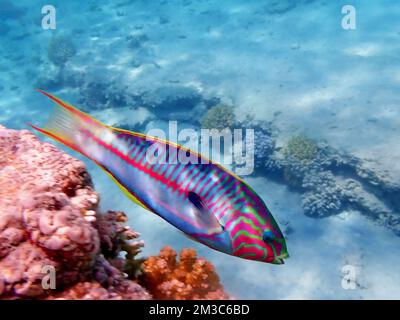 Klunzinger's wrasse - (Thalassoma rueppellii) Foto Stock