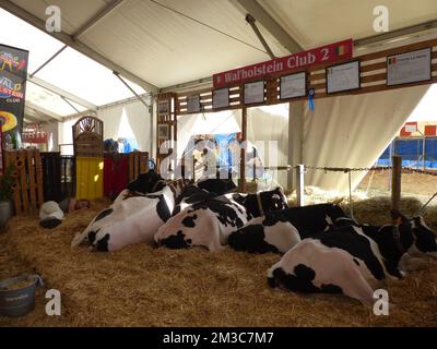 L'immagine mostra le mucche che che si stendono in una fiera agricola chiamata 'Foire agricole de Battice' a Battice, sabato 03 settembre 2022. L'evento è iniziato con l'edizione 20th della scuola giovanile, un corso di formazione unico di tre giorni che ha lo scopo di insegnare ai bambini di 13-25 anni a presentare meglio i loro animali durante le competizioni. La giornata scolastica ha accolto 864 alunni di 5th e 6th elementari provenienti dalle scuole dell'altopiano di Herve. Sono stati offerti una cinquantina di laboratori che consentono di conoscere un po' di più il mondo dell'azienda agricola e che riguardano l'agricoltura, l'ambiente, le api, ecc. La fiera si estende su 10 ettari Foto Stock