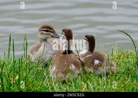 Tre Piccole anatre Foto Stock