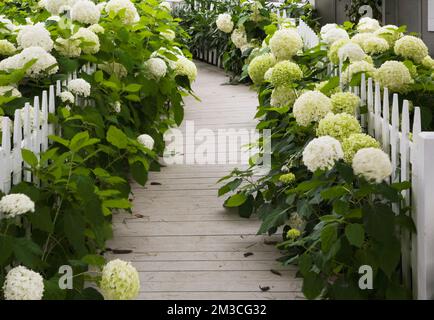 Fiori di ortensia bianca e passerella di legno che conduce alla casa in stile cottage New Hampton in estate. Foto Stock