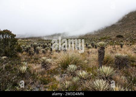 Splendido paesaggio di Sumapaz Paramo vicino a Bogotà con pianta endemica 'Frailejones' e nebbia giù per le ande montagne Foto Stock