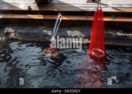 Onsen tamago, o uova di sorgente calda, bollite nelle acque quasi bollenti e ricche di minerali presso l'area di cottura appositamente progettata chiamata Yuzutsu, situata vicino a. Foto Stock