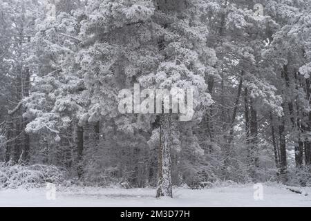 Pine trees in mountains covered with fresh snow and hoarfrost. Frozen winter forest in the fog Foto Stock