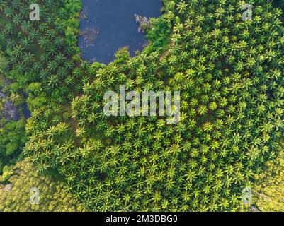 Vista dall'alto ripresa aerea del palmeto con foresta di alberi verdi, palmeto e alberi di gomma con foresta pluviale, incredibile ambiente naturale alberi sfondo Foto Stock