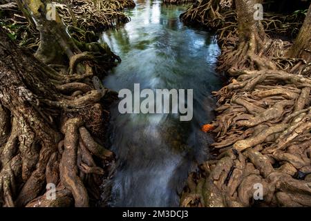 Incredibile albero radici mangrovie nella foresta paludosa e acqua di flusso a Klong Song Nam a Krabi Thailandia Foto Stock