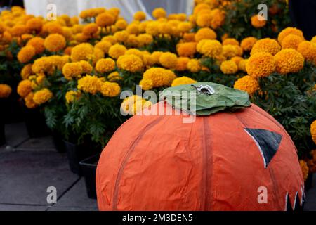 Primo piano di fiori d'arancio Cempasuchil o Marigold. Tagetes erecta tradizionalmente utilizzato in altari Foto Stock