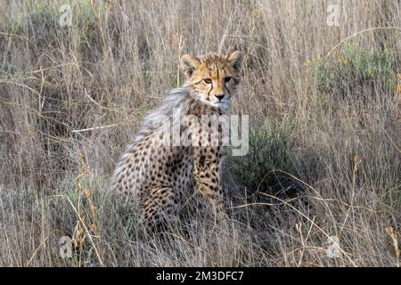 Cheetah Cub seduta nel prato sulla Savannah Foto Stock