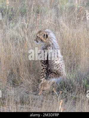 Cheetah Cub seduta nel prato sulla Savannah Foto Stock