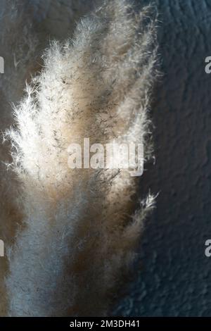 vegetazione secca luce naturale che entra e proietta ombre sulla parete, coda di volpe Foto Stock