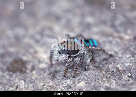 Maschio Spider Peacock, Maratus sarahae, nel suo piumaggio di allevamento. Foto Stock