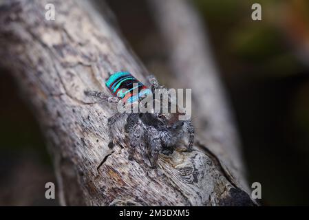 Maschio Spider Peacock, Maratus sarahae, nel suo piumaggio di allevamento. Foto Stock