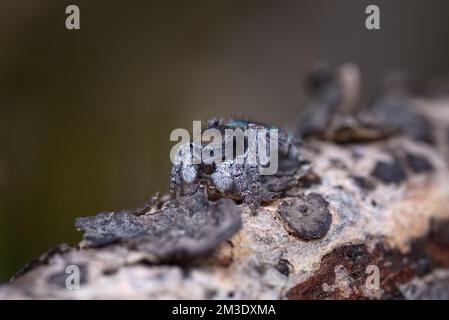 Maschio Spider Peacock, Maratus sarahae, nel suo piumaggio di allevamento. Foto Stock