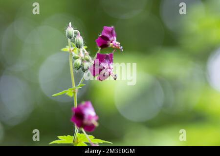 Il dusky Crane's-Bill (Geranium phaeum), vedova lutto o vedova nera, è una specie di pianta erbacea della famiglia delle Geraniacee. Foto Stock