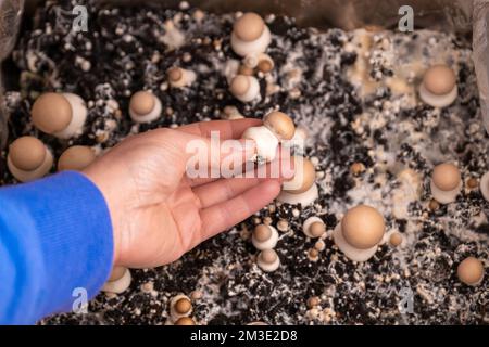 fungo nel suolo. Coltivazione e raccolta di champignons.Brown funghi in un hand.Growing funghi in home.Brown champignon in mano su molti Foto Stock