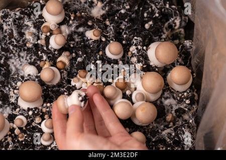 Scatola funghi Champignons. Funghi champignons.Brown in crescita in un hand.Growing funghi in home.Brown champignon in mano su molti champignons Foto Stock