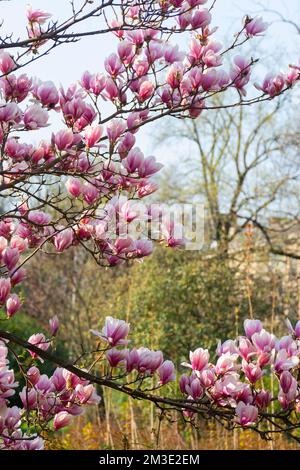 l'albero di magnolia fiorisce nel giardino. bellissimo fiore rosa sul ramo in luce brillante. sfondo naturale in primavera Foto Stock