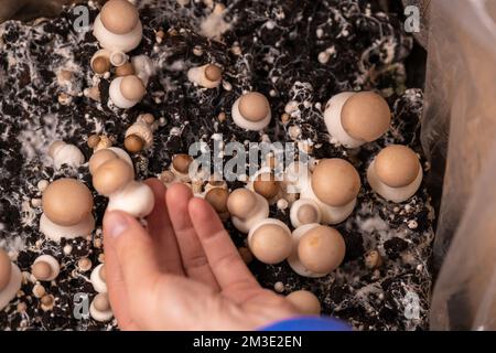 Scatola funghi Champignons. Coltivazione e raccolta di champignons.Brown funghi in un hand.Growing funghi in home.Brown champignon in mano su molti Foto Stock