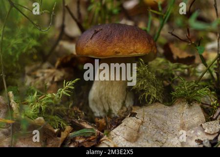 Primo piano del grosso boleto edulis bianco porcini porcini bianco che cresce all'ombra in un parco campo forestale tra erba verde, foglie secche cadute, piante. Foto Stock