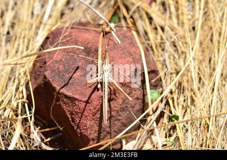 Locusta africana del deserto in namibia Africa peste tramoggia erba Foto Stock