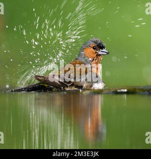 Mannetje Vink badderend bij drinkplaats; maschio fringuello comune la balneazione al sito potabile Foto Stock